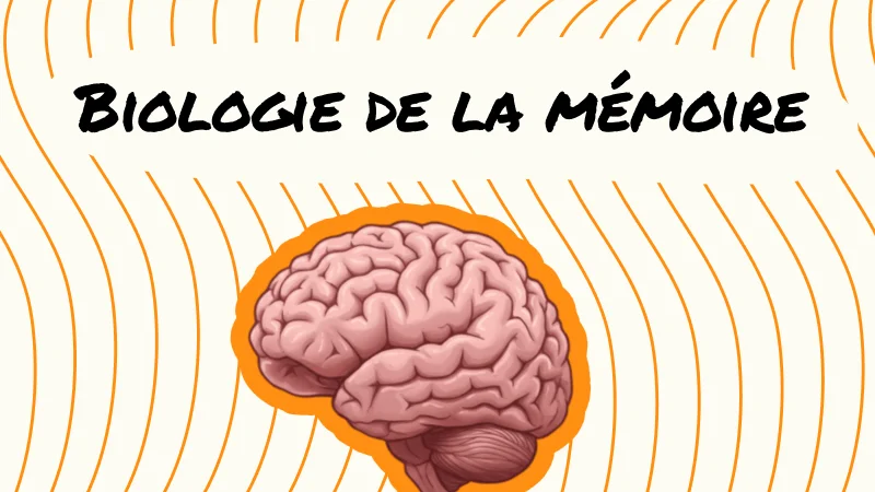 Biologie de la mémoire : ce qu'il se passe dans votre cerveau quand vous apprenez